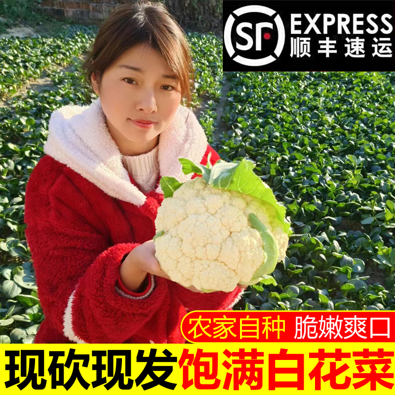 【顺丰】江苏白花菜现砍现发花椰菜脆嫩爽口大花菜新鲜时令应季蔬菜