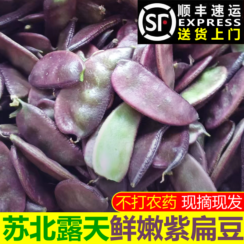 【顺丰】苏北紫扁豆新鲜农家自种红扁豆现摘应季时令蔬菜
