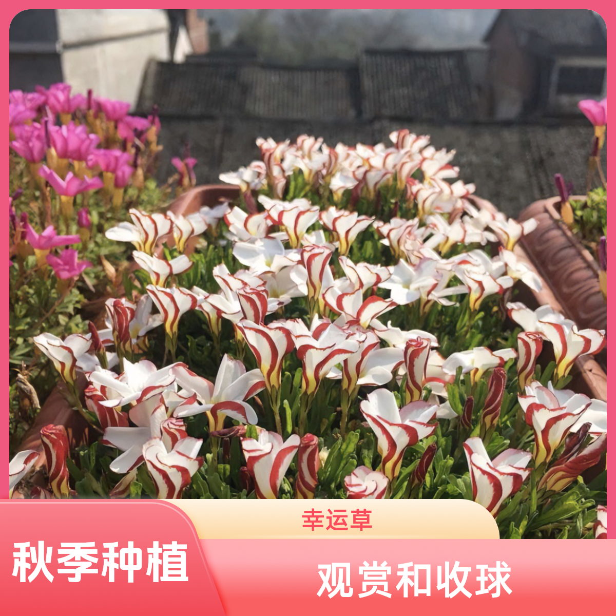 又爆盆了 酢浆草【包邮】12个品种随机花色种球秋植酢浆草种球ob