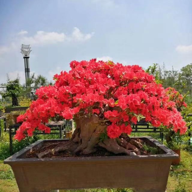 映山红 映山白 紫花杜鹃 紫藤 乌饭 野杨梅 野桂花 山松 盆景素材