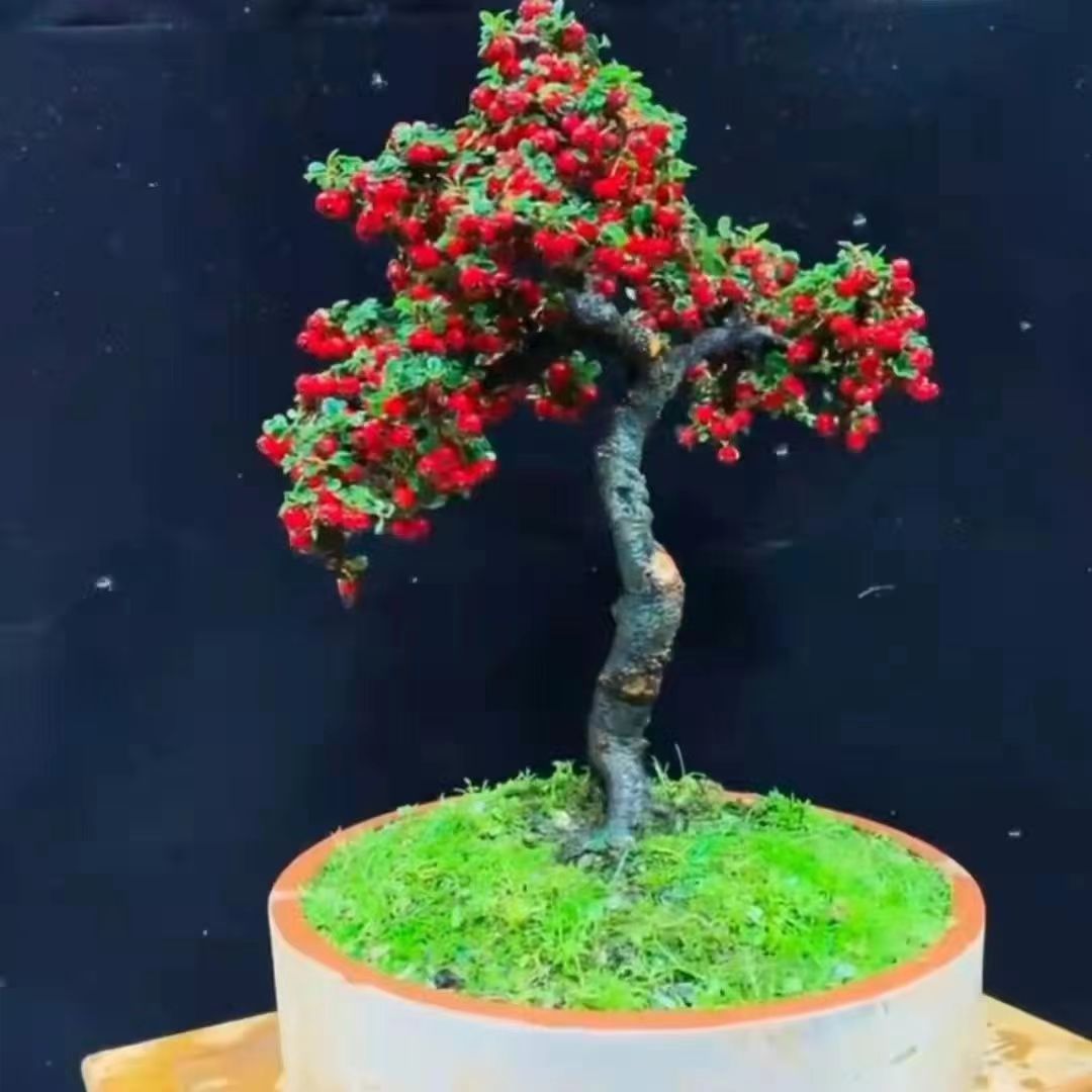 白花荀子。放在阳台花园都可以养。