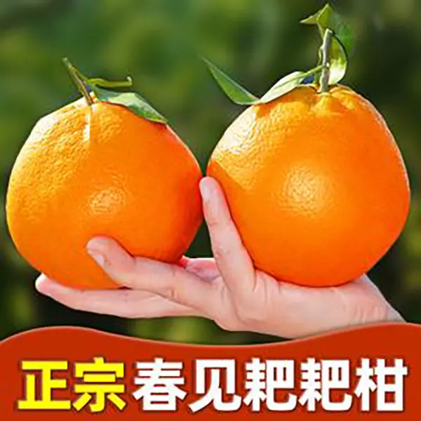 【红蓝紫】正宗四川春见粑粑柑 粑粑柑 皮薄多汁 现货现发5/8斤