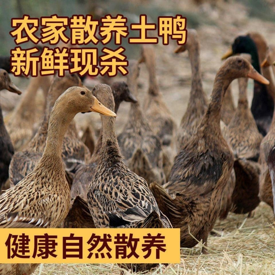 有爪翅2.5斤一只散养土鸭现杀新鲜整只鸭河鸭整鸭水鸭2只5斤左右