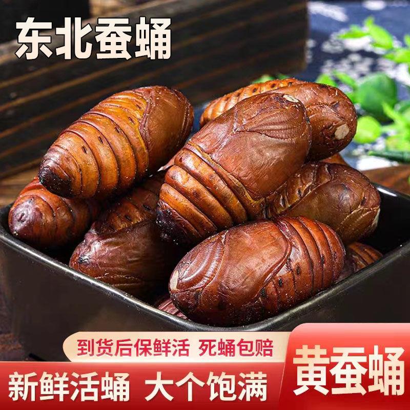 东北特产柞蚕蛹新鲜活蚕蛹茧蛹东北蚕蛹蚕蛹东北蚕蛹鲜活大蚕蛹