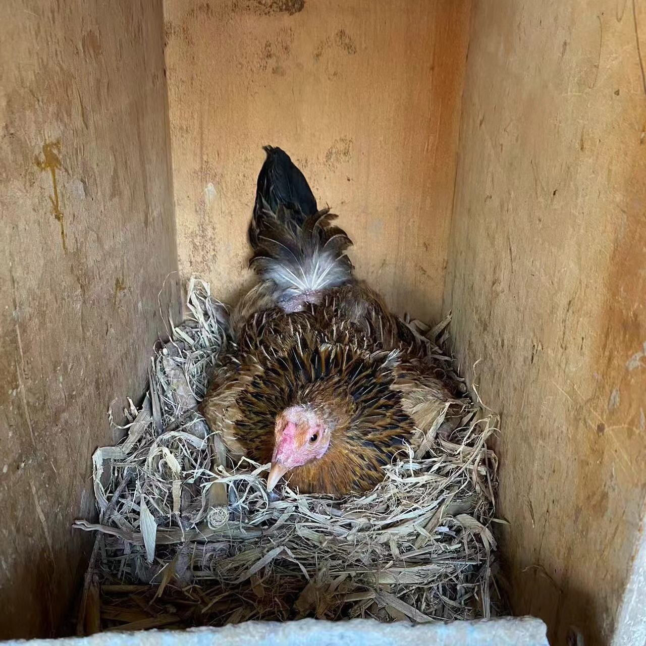 优选母鸡/林下散养/一年以上老母鸡下蛋母鸡支持生鲜发货