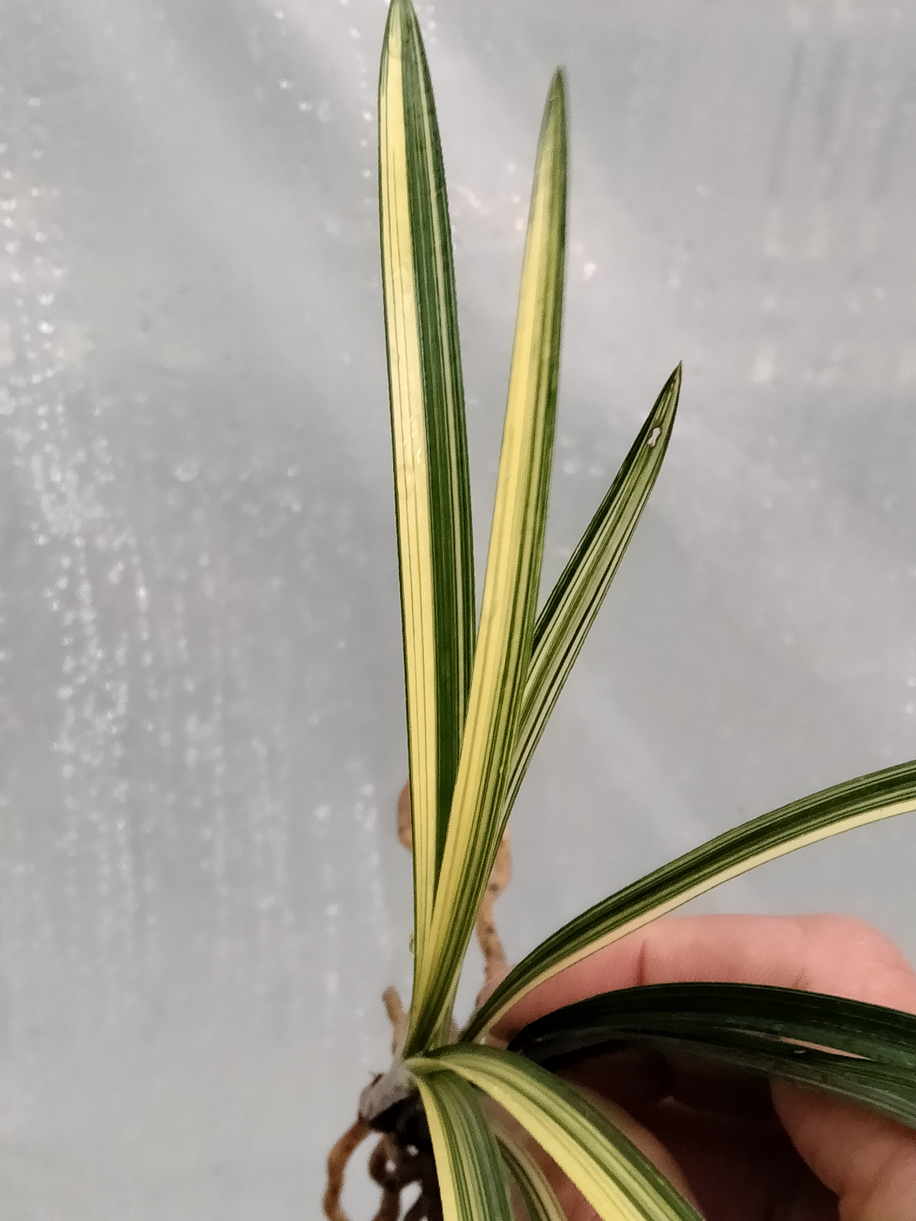 精品兰花春兰惠兰春剑