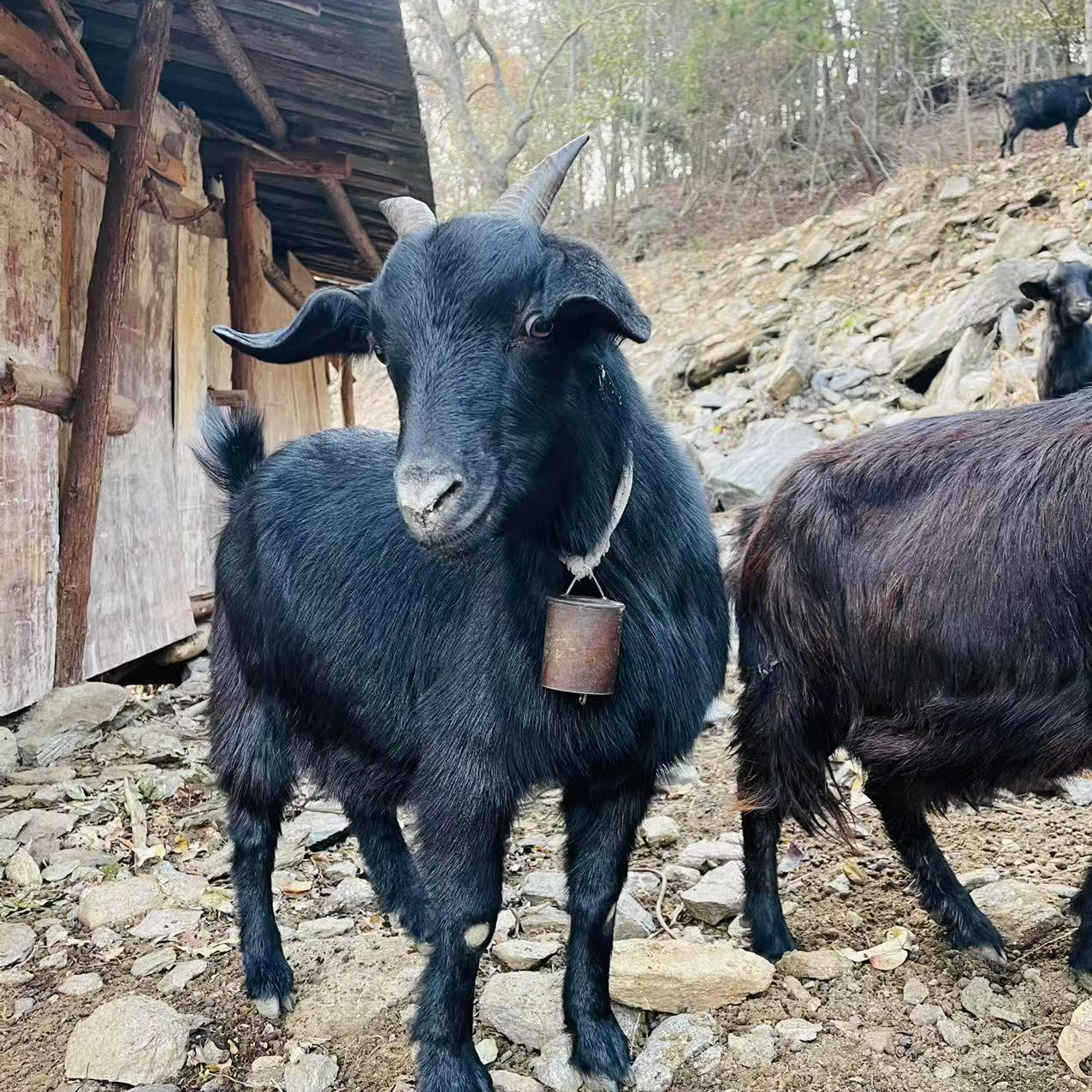 【英子黑山羊】麻城农户本地散养黑山羊12月18