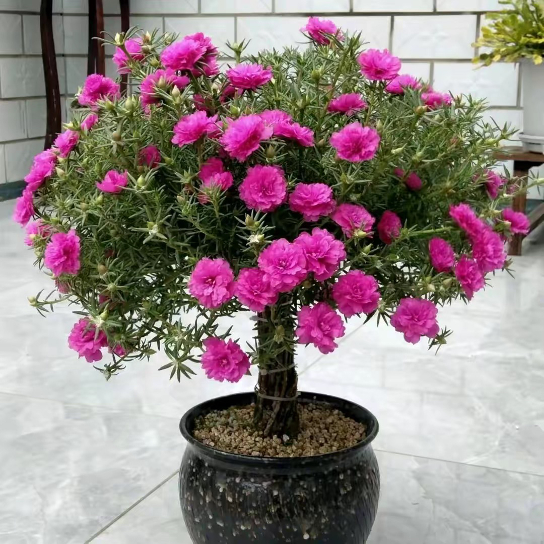 太阳花老桩观赏植物耐寒过冬盆栽