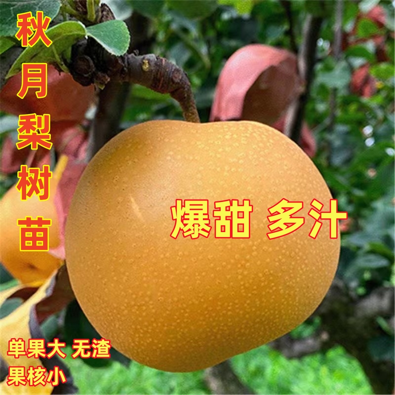 正宗嫁接梨树树苗秋月梨翠冠梨树苗南北方均可种植盆地栽当年结果
