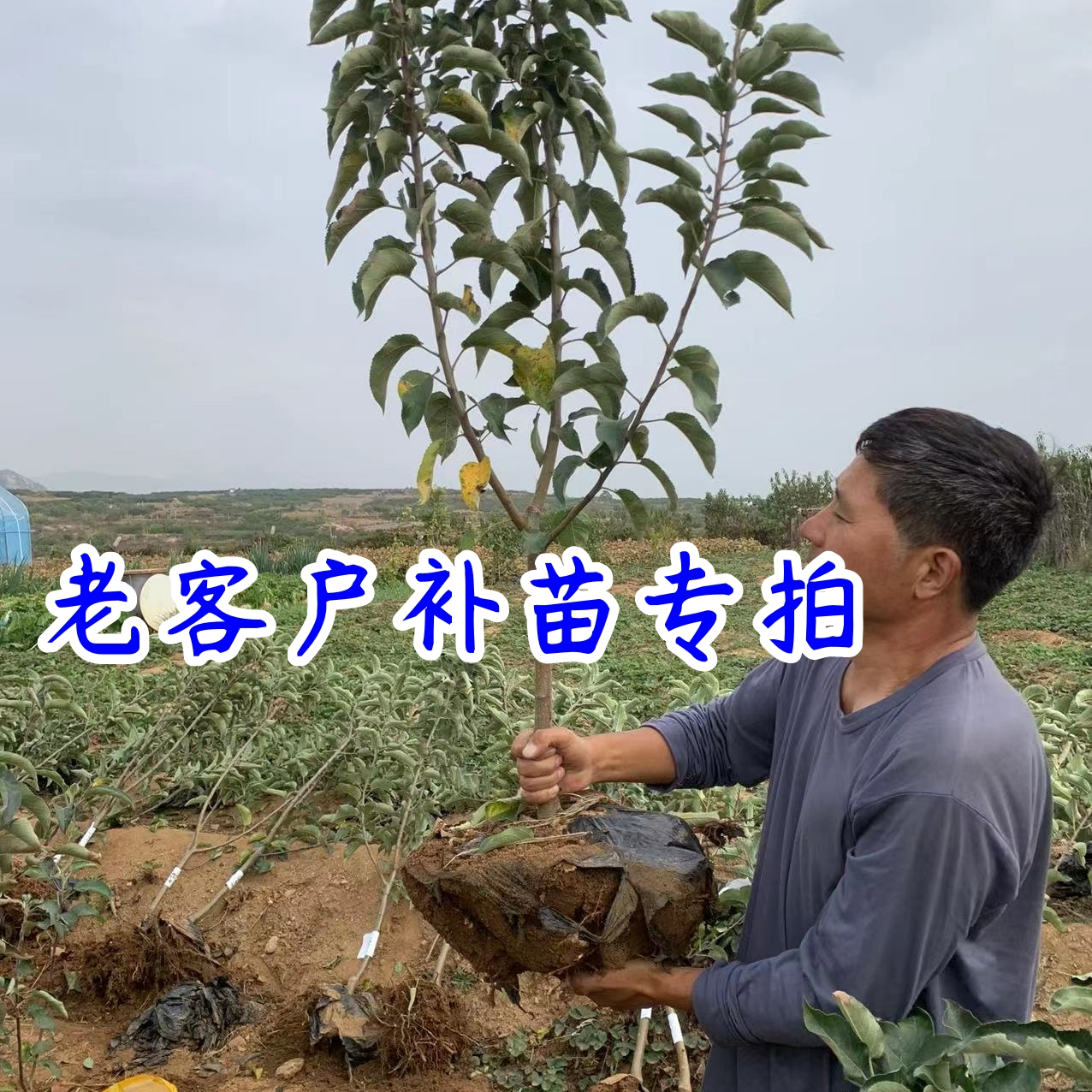 曼花卿老客户专拍果树苗补发链接