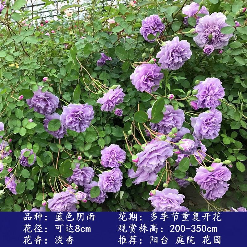 蓝色阴雨浓香藤本月季花苗阳台爬藤玫瑰四季多花蔷薇盆栽易成活
