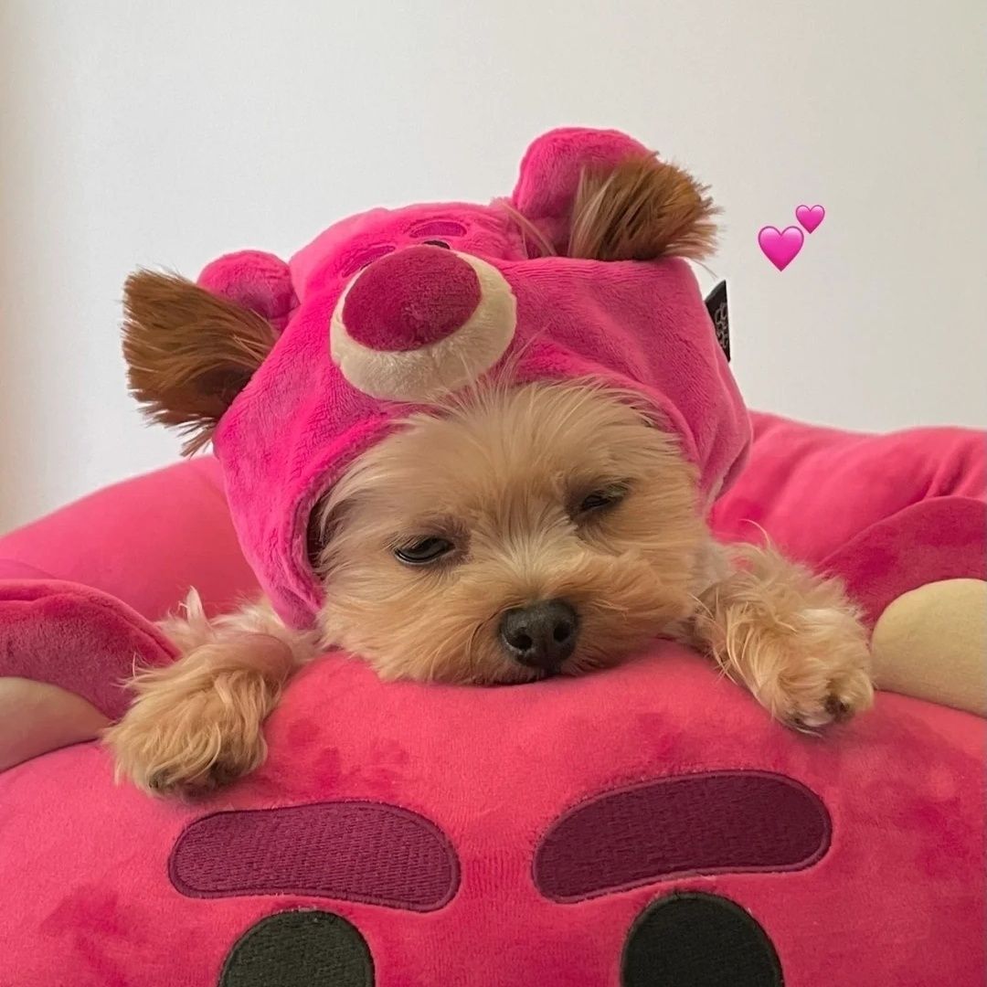 【小扬哥推荐】小狗狗可爱帽子不掉小型犬泰迪比熊博美雪纳瑞约克