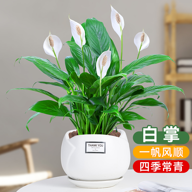 白掌一帆风顺盆栽室内耐荫好养四季开花水培绿植绿萝净化空气花卉