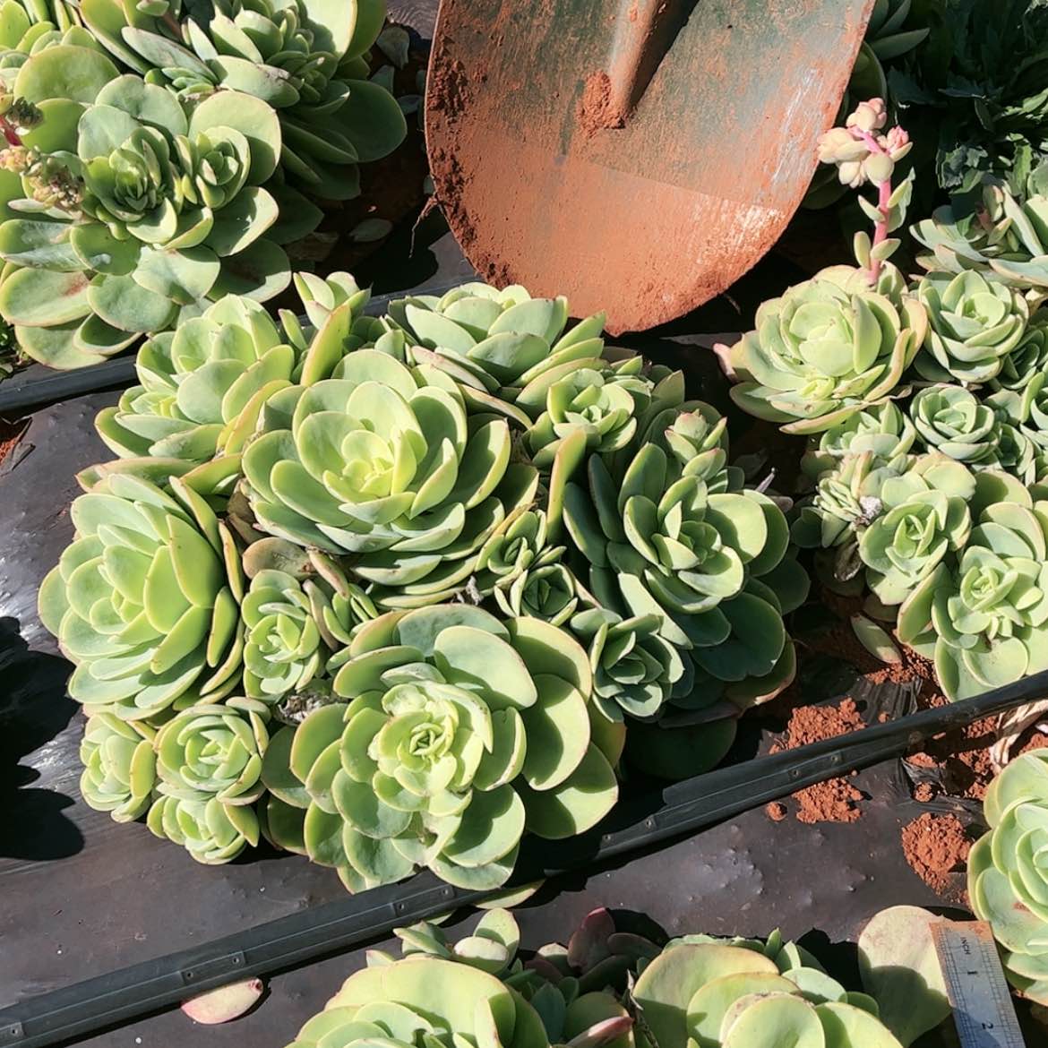 【闪购商品】地栽碧桃秋实
