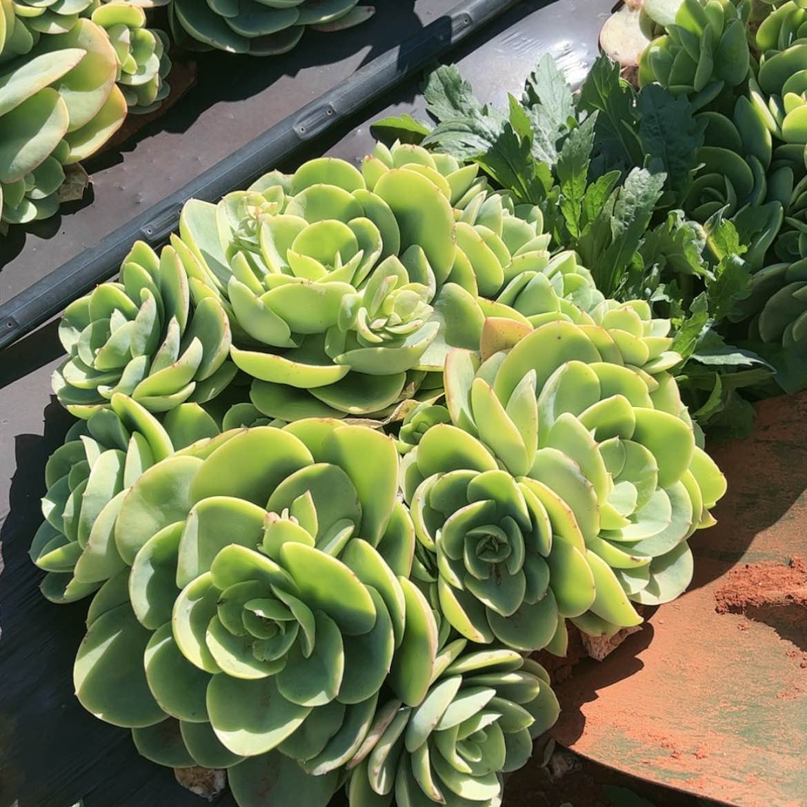 【闪购商品】地栽碧桃