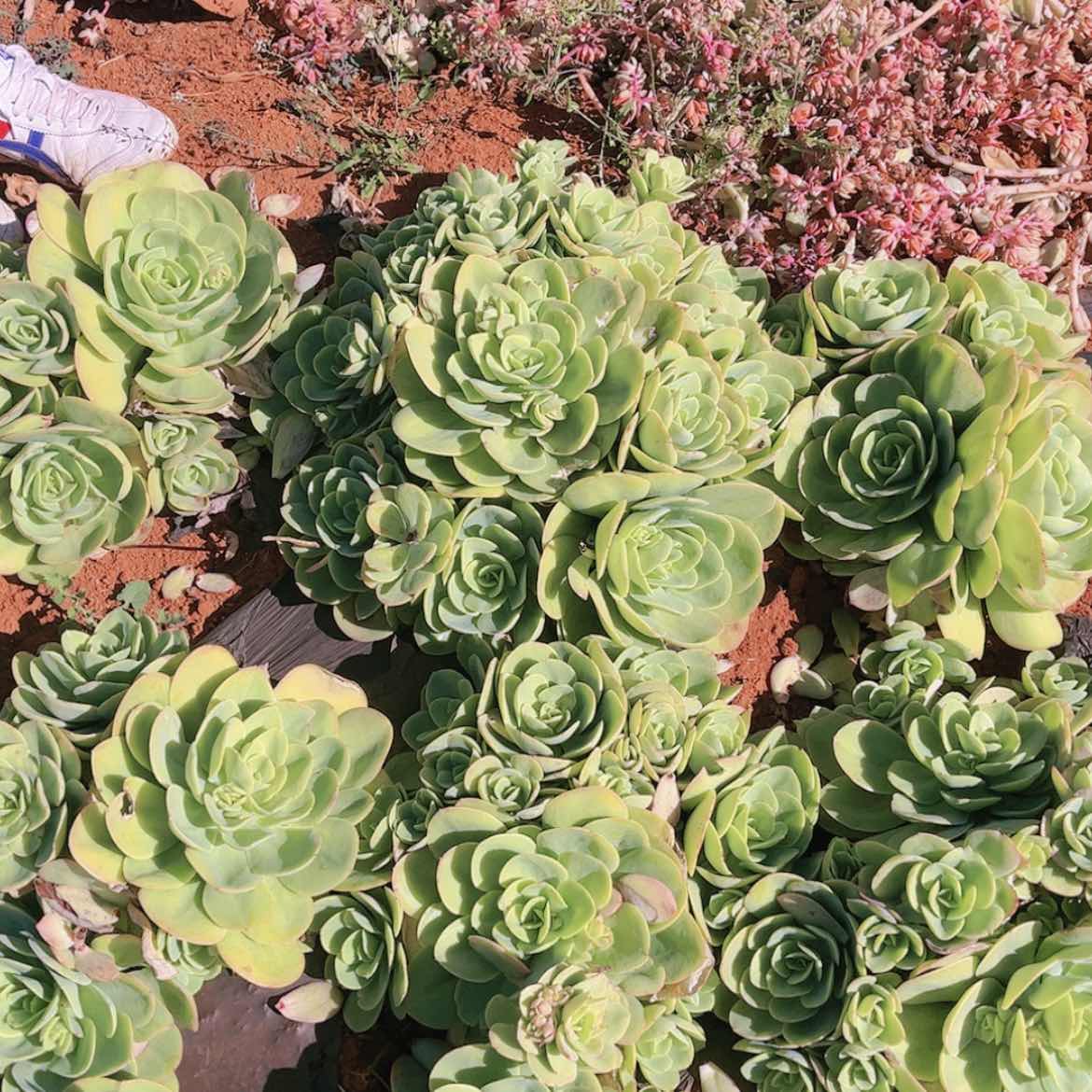 【闪购商品】地栽碧桃雯子