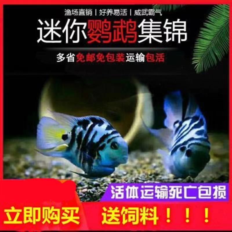 迷你鹦鹉鱼宝蓝白金胭脂粉火焰大种鱼繁殖爆缸超生游击队好养耐活