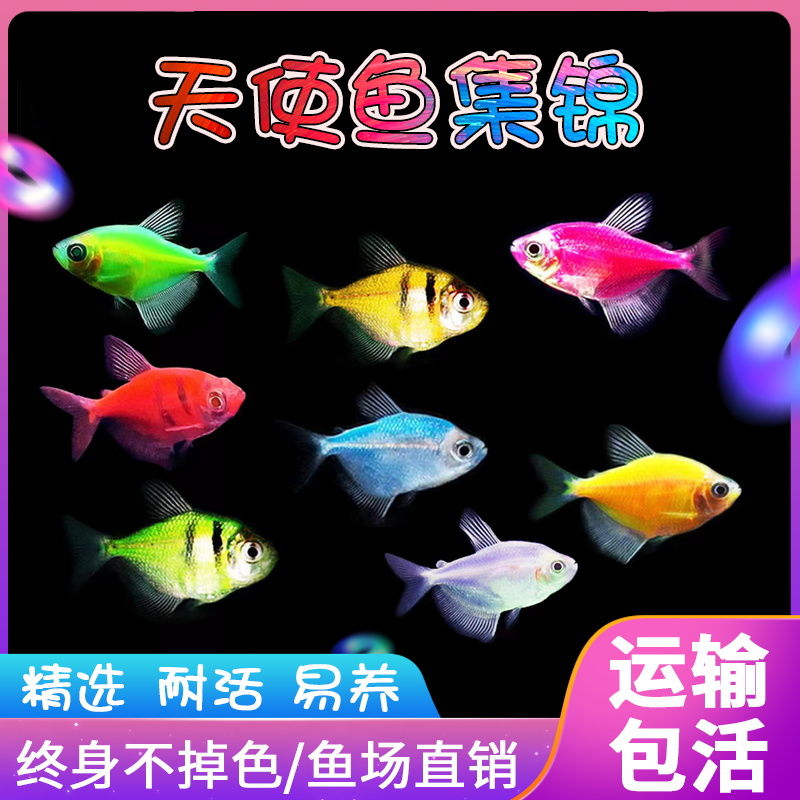 小型热带观赏鱼天使鱼混养色彩艳丽容易饲养多彩虎斑活体养鱼养心
