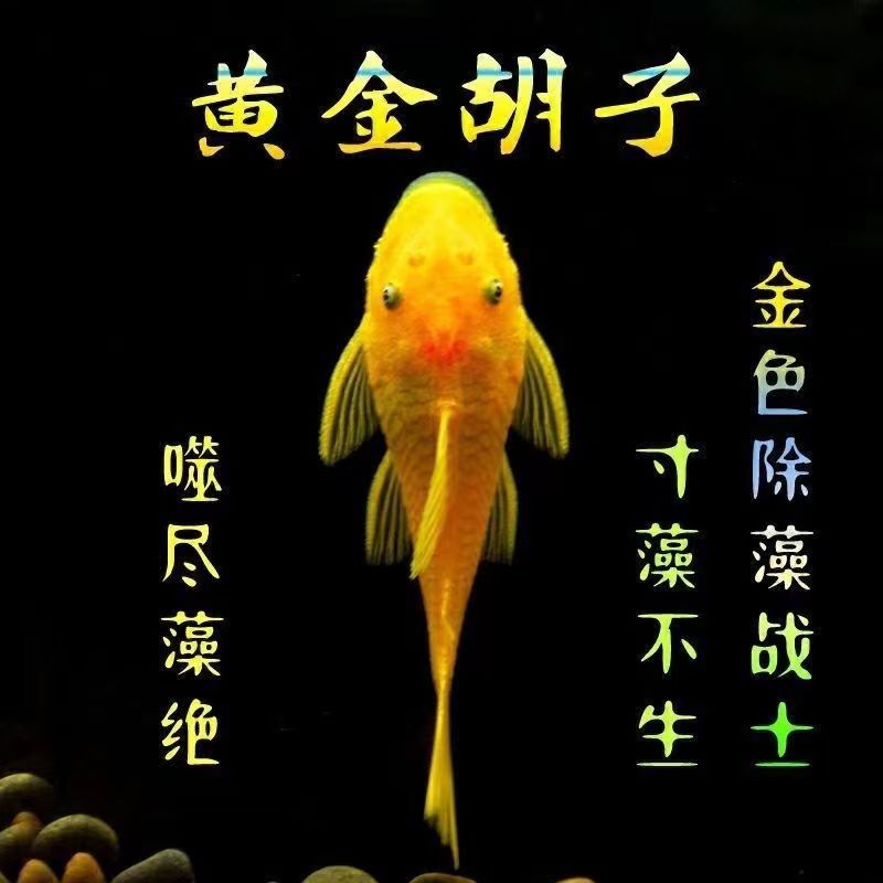 黄金胡子观赏鱼除藻神器小型热带鱼清缸好手工具鱼底栖鱼混养活体