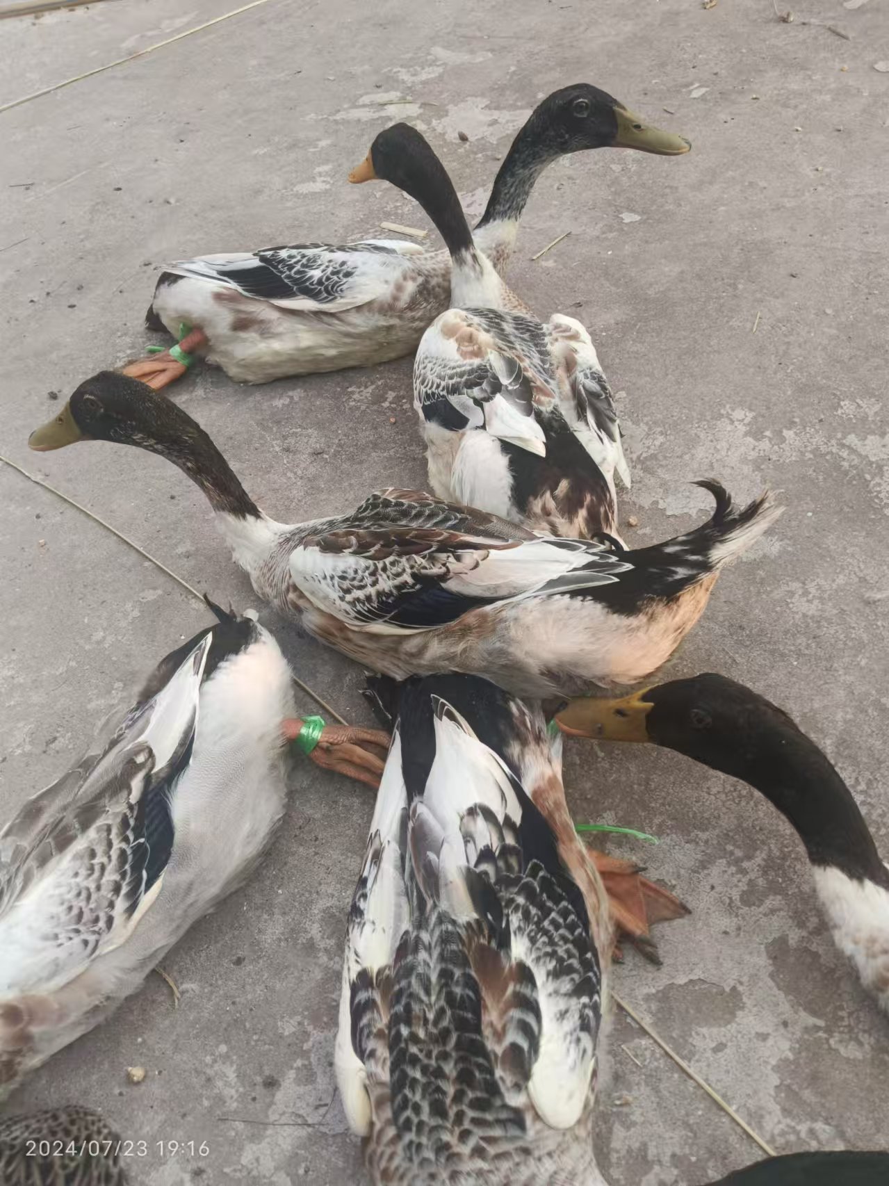 乡村散养土鸡土鸭