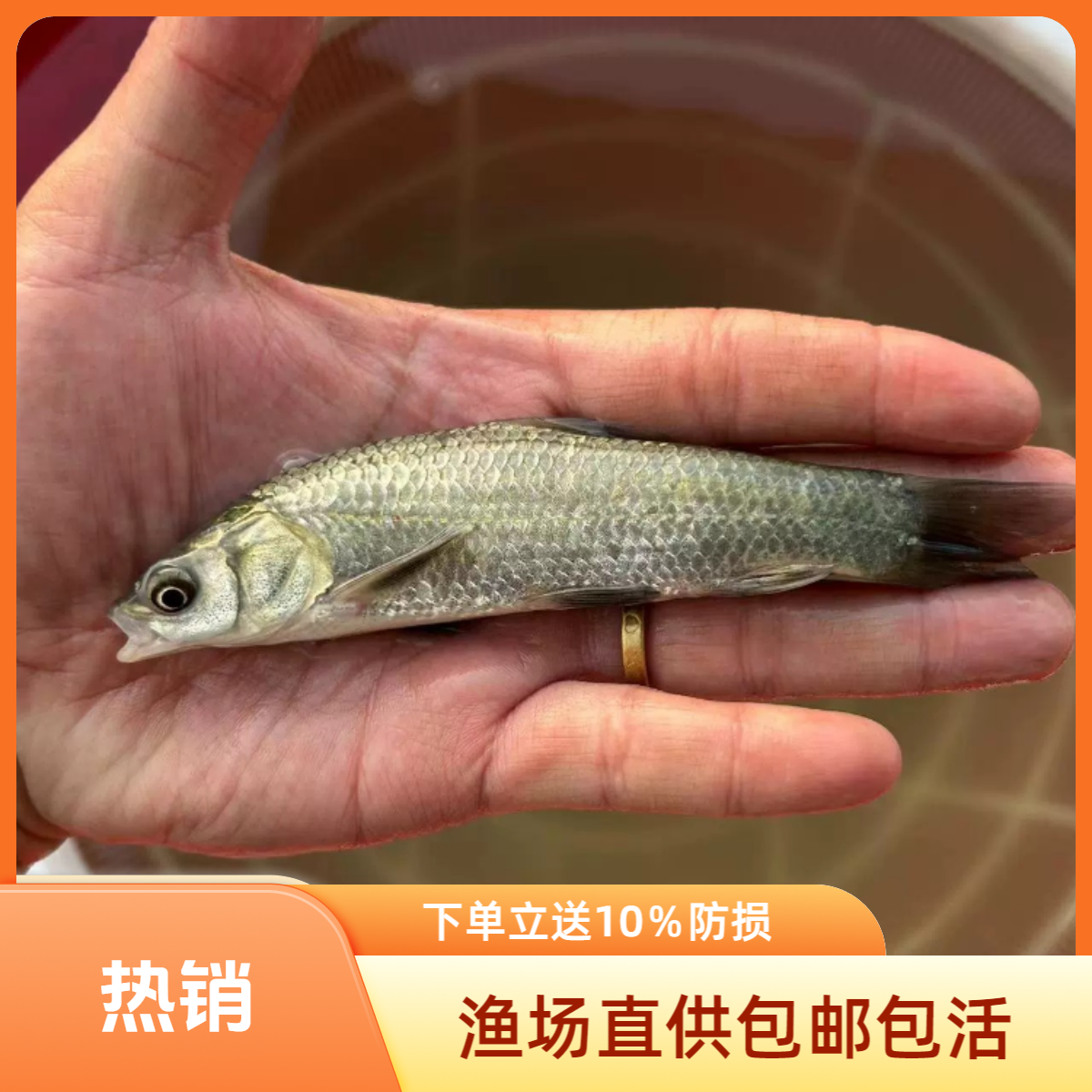 青鱼螺蛳小青鱼淡水养殖活体食用黑鲩鱼特大半斤青鱼顺丰包邮包活