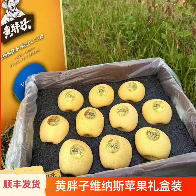 当季现货黄胖子维纳斯黄金苹果精选果礼盒装发顺丰