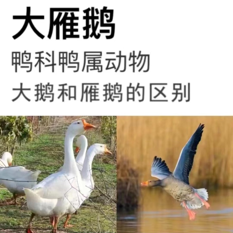 4—5斤一只大雁鹅农家散养处理干净白条鹅冷冻发货带箱约5斤aa