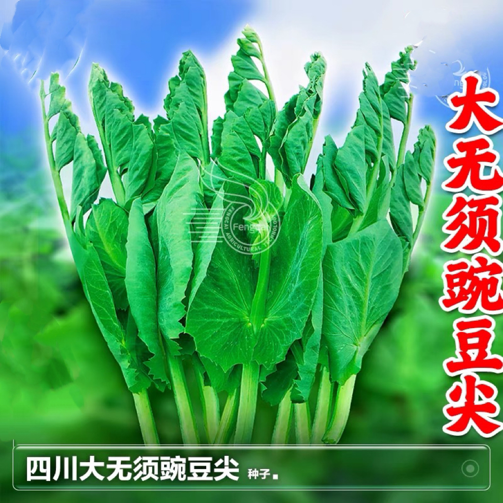 四川大无须豌豆尖种子豌豆苗籽芽苗菜种籽水培秋季种植蔬菜籽大全