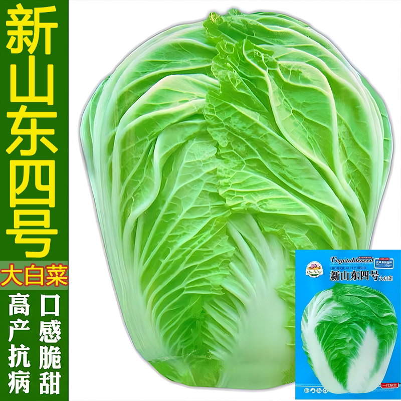 （拍2发3）山东四号大白菜种子秋播高产抗病山东白菜籽四季蔬菜种子