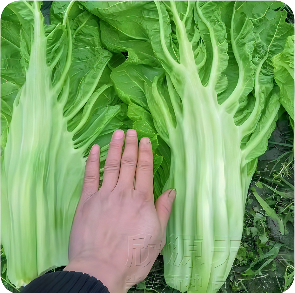 （拍2发3）宽帮青菜种子腌渍泡菜酸菜四川芥菜中熟大叶秋播蔬菜种子