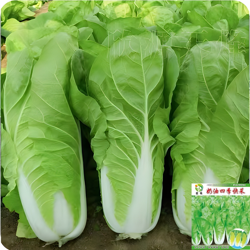 【奶油快菜种子】小白菜奶油快菜种籽春秋冬花盆庭院种植快菜种子