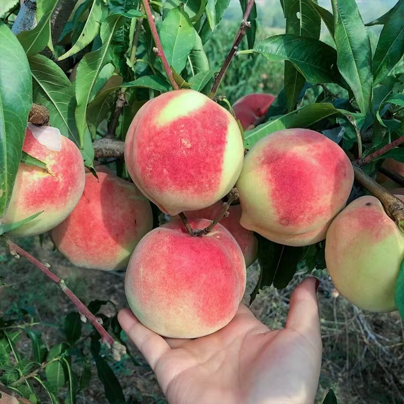 【全国八省】五斤散装水蜜桃  好吃多汁 桃味足 一份五斤左右