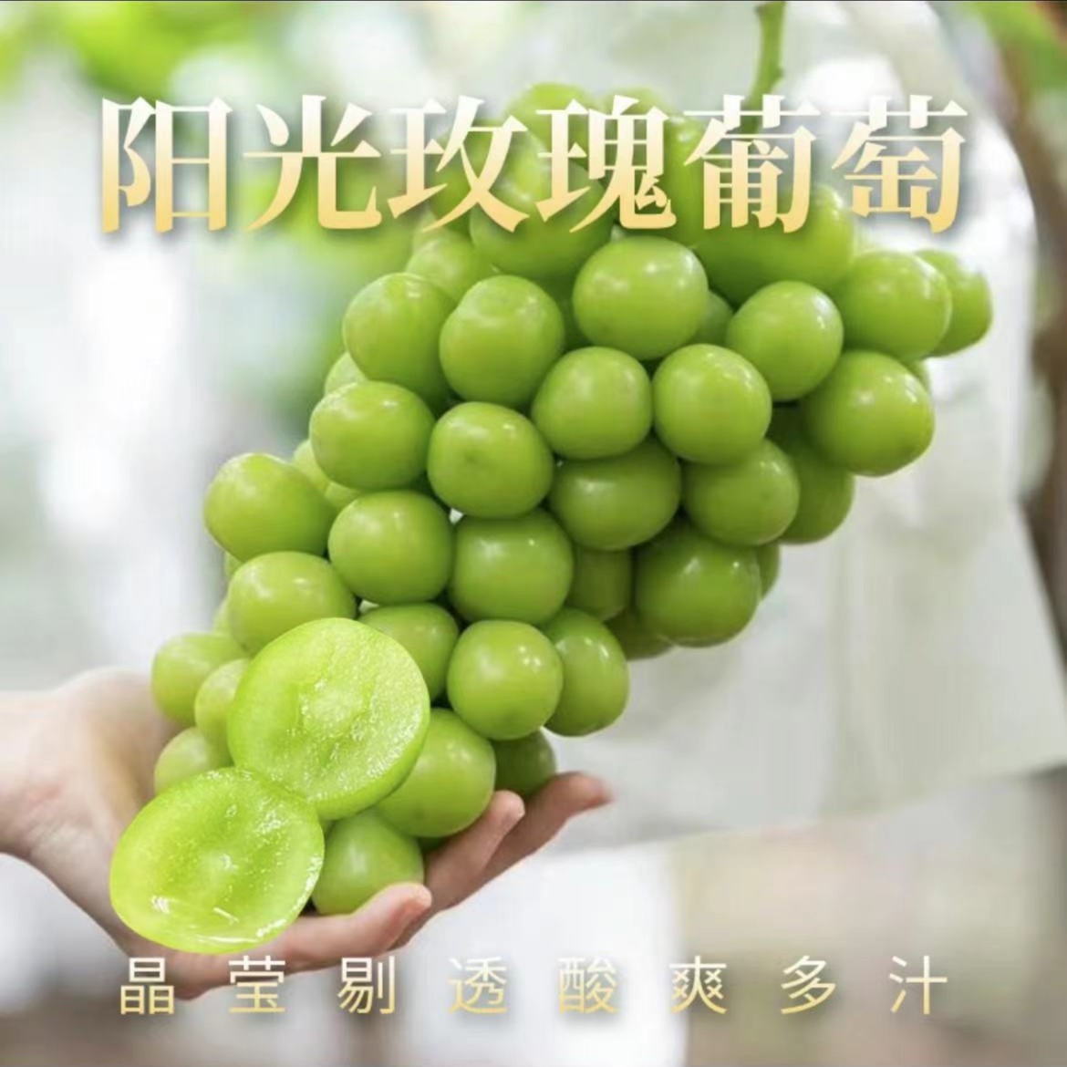 【冠哥甄选】阳光玫瑰晴王香印青提  一框4串左右带框8.5斤左右