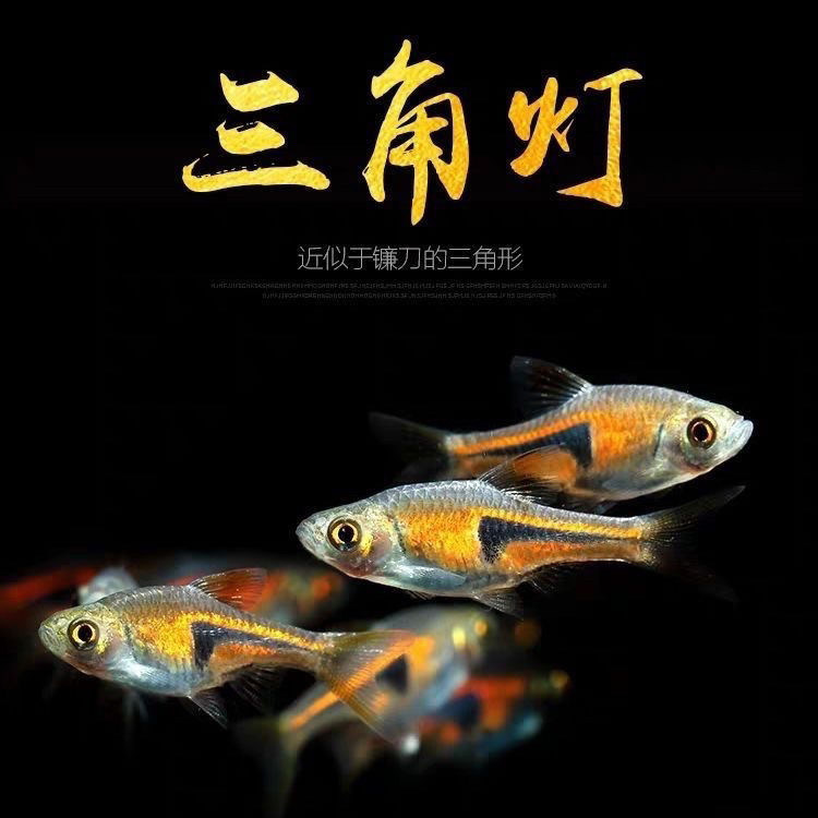 紫三角灯科鱼金三角淡水小型观赏鱼草缸群游热带灯鱼热带鱼