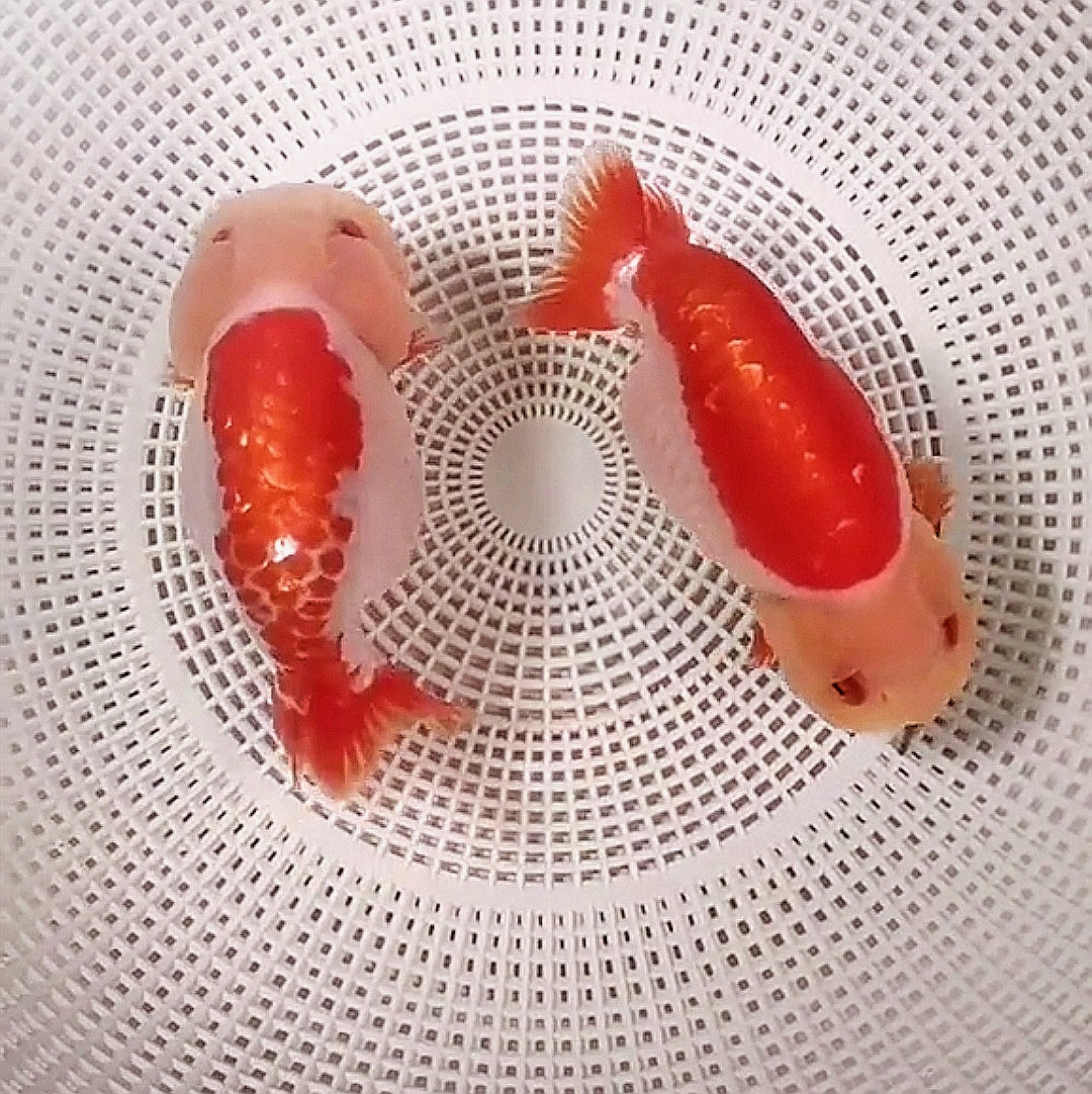 兰寿金鱼直播间一鱼一拍包邮包开箱