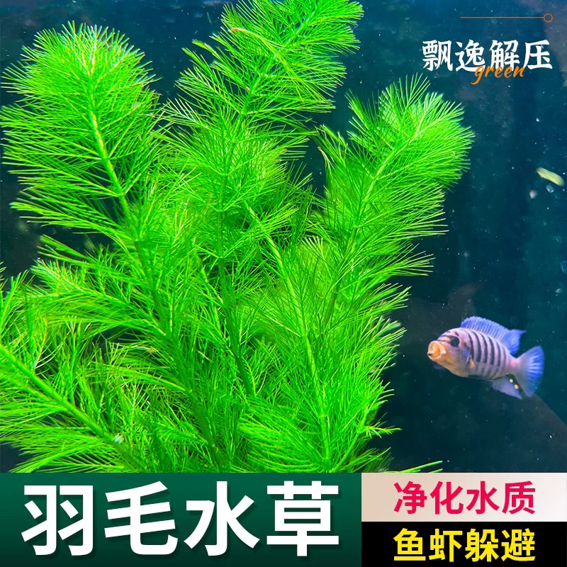 【绿羽毛坨草】懒人水草适合新手无需种植沉底入缸成景鱼缸水草造景