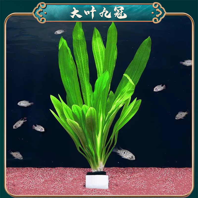 绿九冠水草活体新手水草鱼缸原生耐养好活活体水草增氧直接入鱼缸