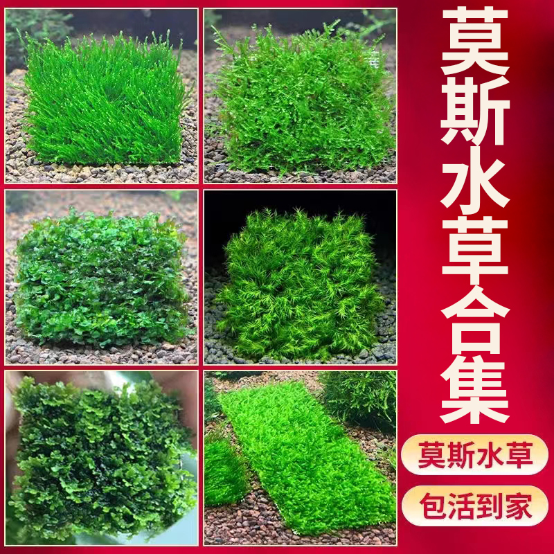 鱼缸造景水草莫斯片大三角火焰莫斯前景真水草造景懒 人水草装饰