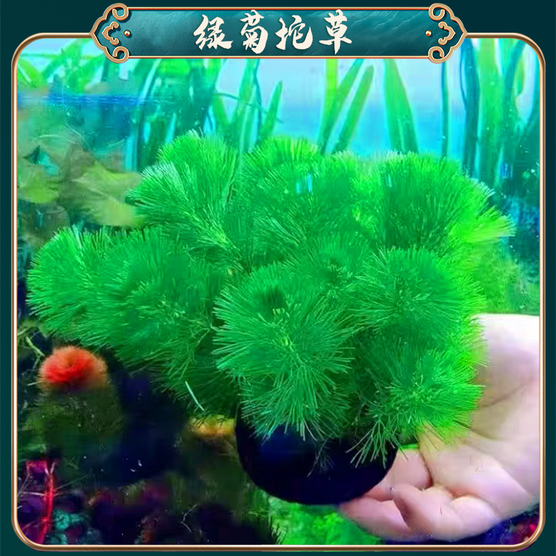 【绿菊坨草】懒人水草适合新手无需种植沉底入缸成景鱼缸水草造景