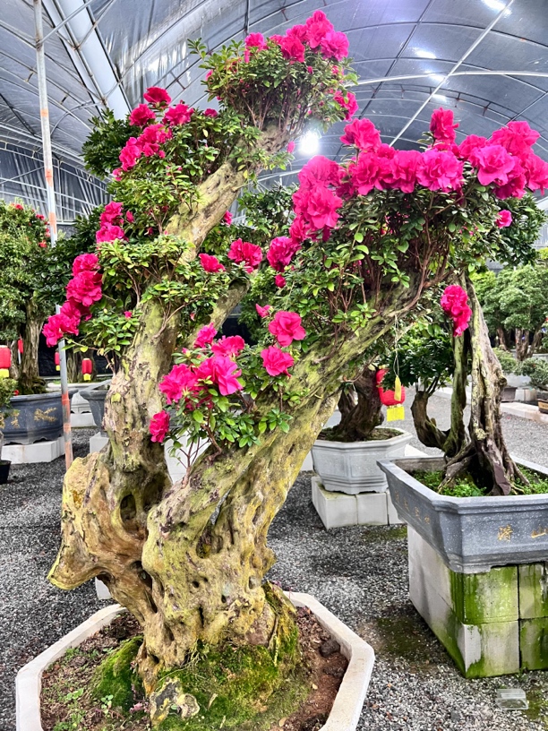 宝莲灯杜鹃 基地直发 包打木架不包邮