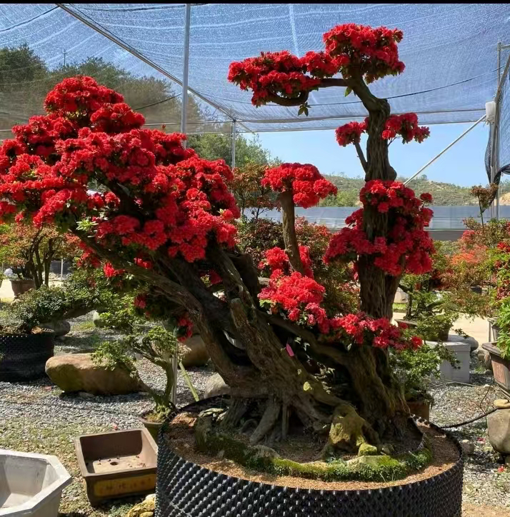 丹东红杜鹃 基地直发 小盆景一物一拍