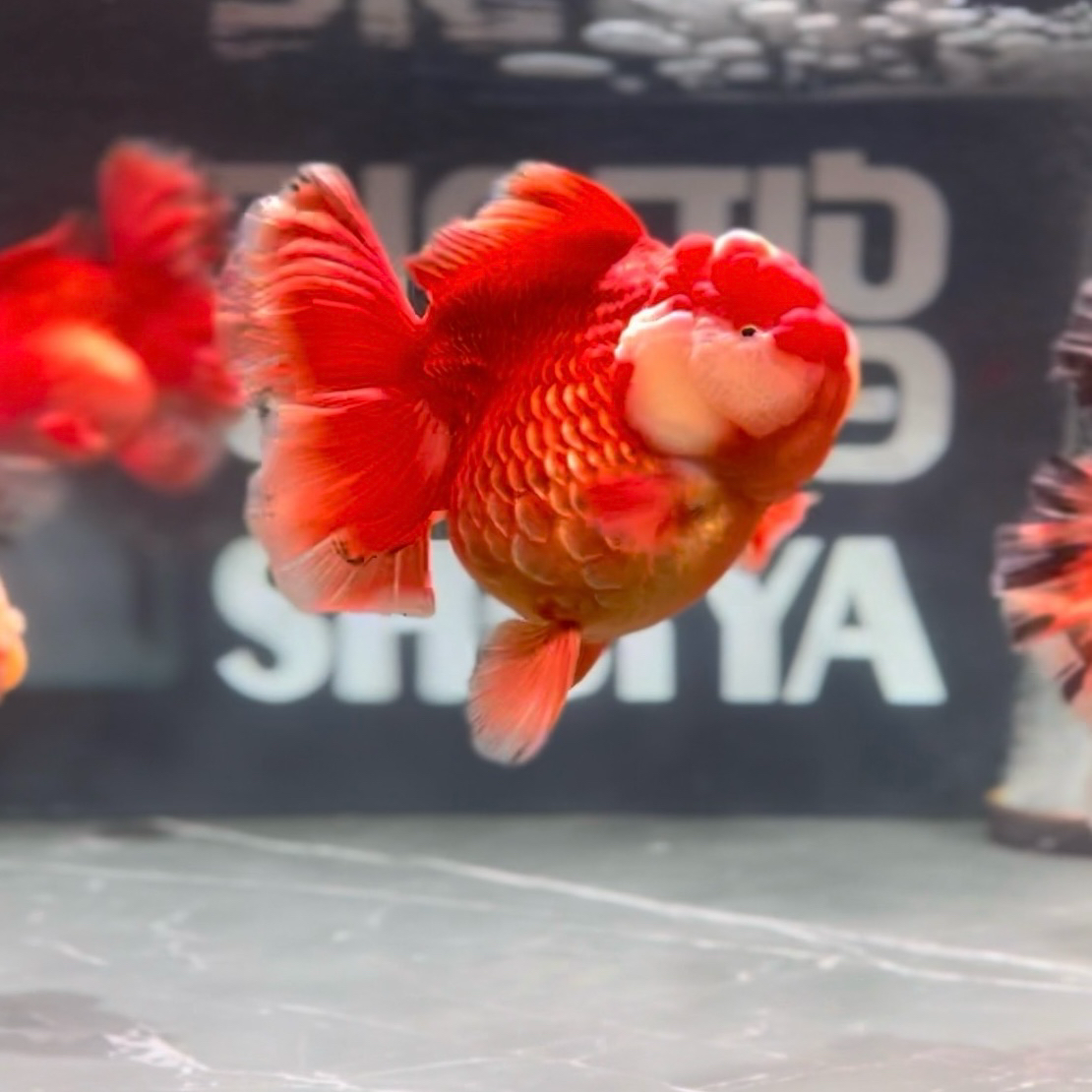 金鱼百褶泰狮 短尾将军 淡水鱼精品发货 活体观赏鱼 -运费自理