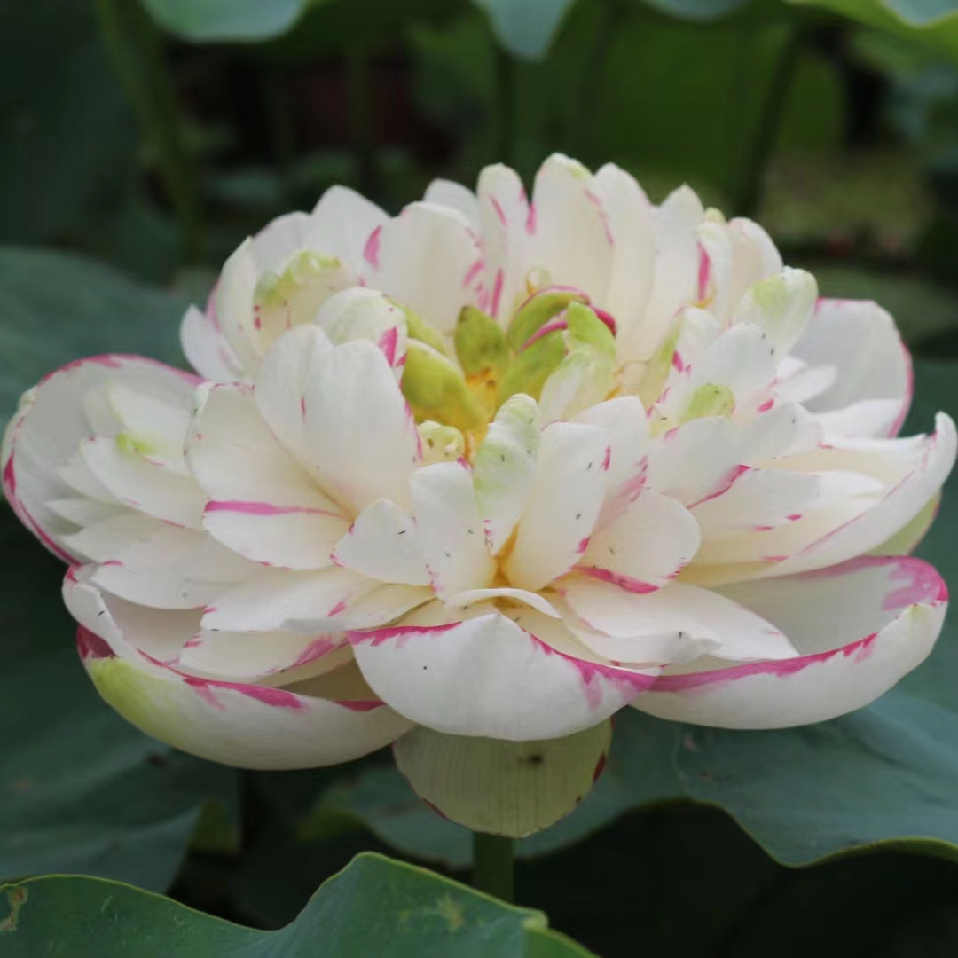 【大洒锦】荷花种苗零售批发 