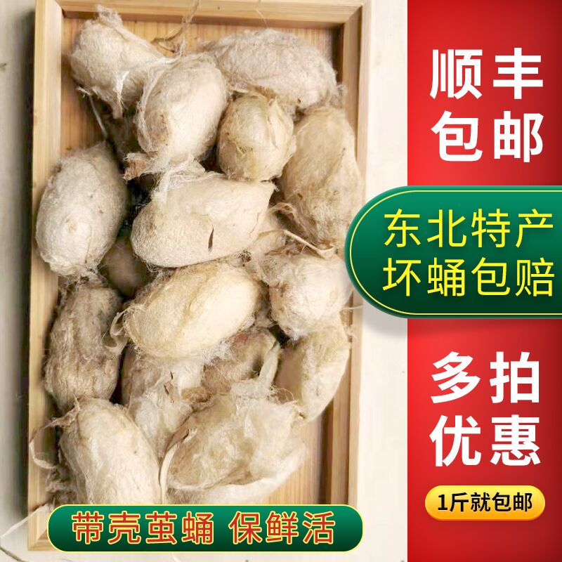 东北特产新鲜 带壳蚕蛹 蚕茧 储存囤货 冷藏保活半年 顺丰包邮