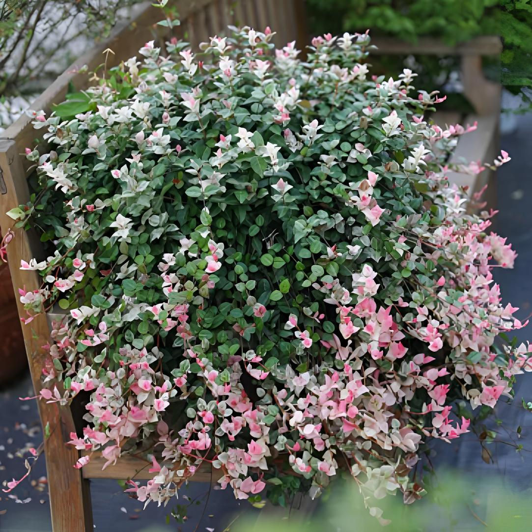 【2加仑】花叶络石 绿色加仑盆 多年生庭院室内植物