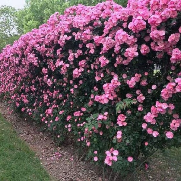 【安吉拉】多季节开花蔷薇庭寒耐热抗病性强长势快藤本爬藤月季