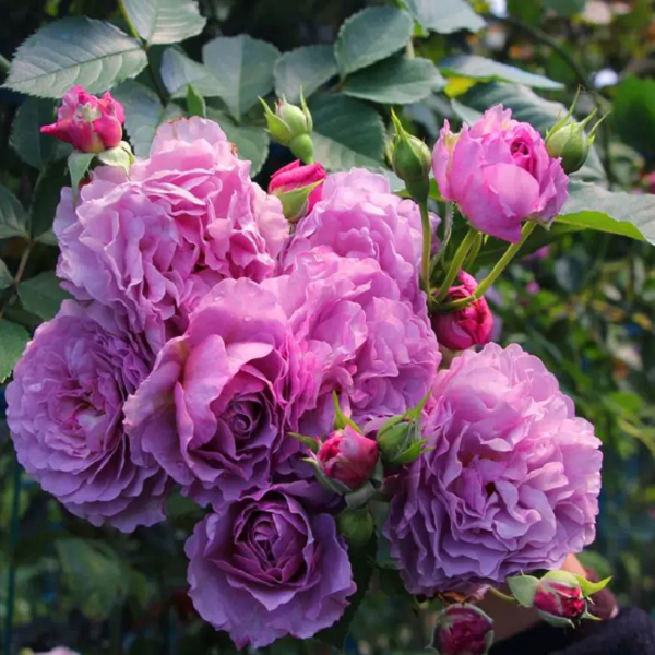 【薰衣草花环】爬藤月季多季节开花适合盆栽地栽庭院阳台种植月季花