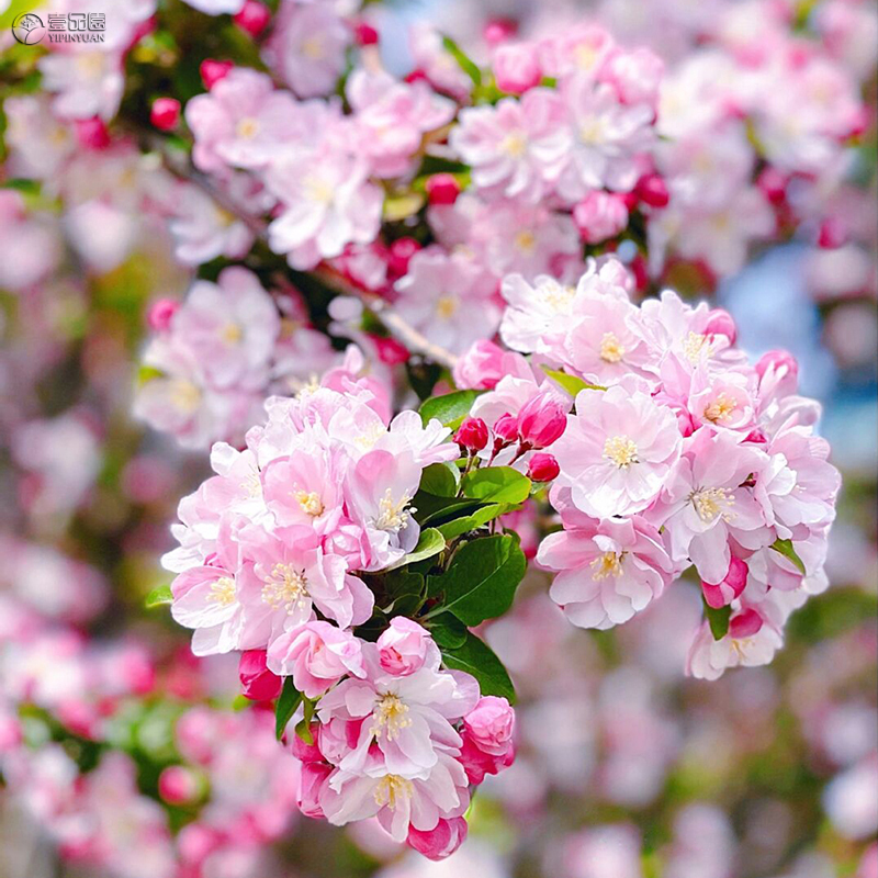 西府海棠绿化树苗庭院地栽室外耐寒耐热植物花卉木本花苗行道
