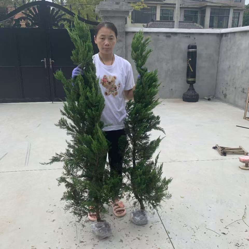 四季常青塔柏绿植清明松塔柏塔松宝塔松绿植盆栽带土发货盆栽盆景