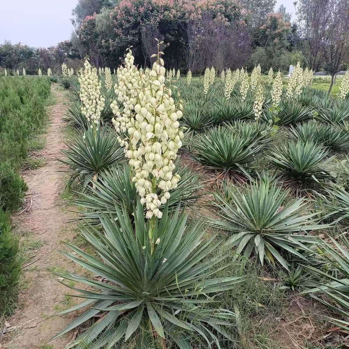 剑麻龙舌兰丝兰小苗树苗庭院凤尾绿化耐寒植物四季常青篱笆